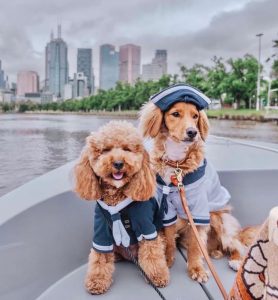 hire a boat pet friendly