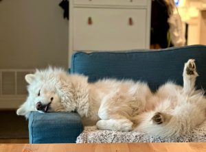 Signs your pet personality type is 'boss of the house'