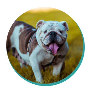 velstand Spild Peru Australian Bulldog: Dog Breeds | Breed Information | Mad Paws