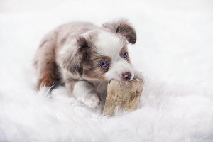 Australian Made Dog Food Why It s the World s Best Mad Paws Blog
