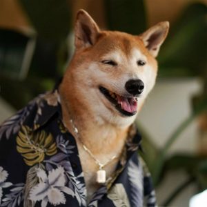 Bodhi the Stylish Dog