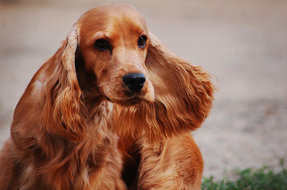 are cocker spaniels aggressive