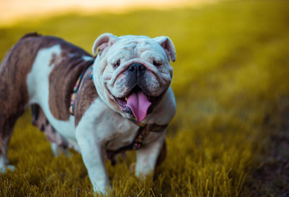 velstand Spild Peru Australian Bulldog: Dog Breeds | Breed Information | Mad Paws