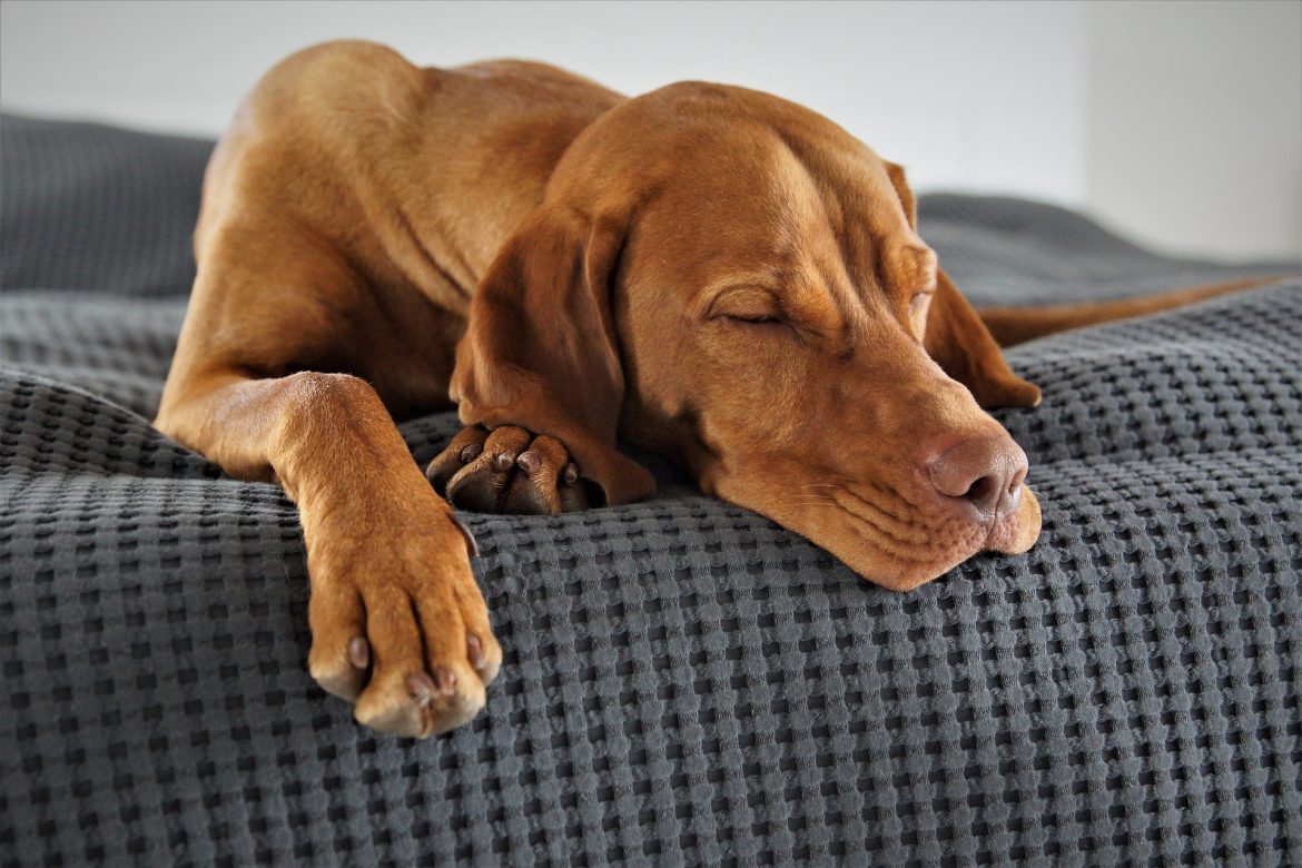 How Much Sleep Do Dogs Need? How Much Sleep Do Dogs Need?