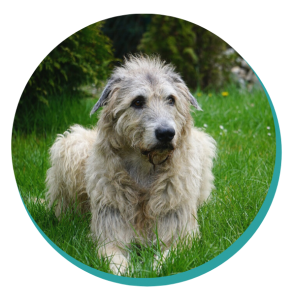 Irish Wolfhound