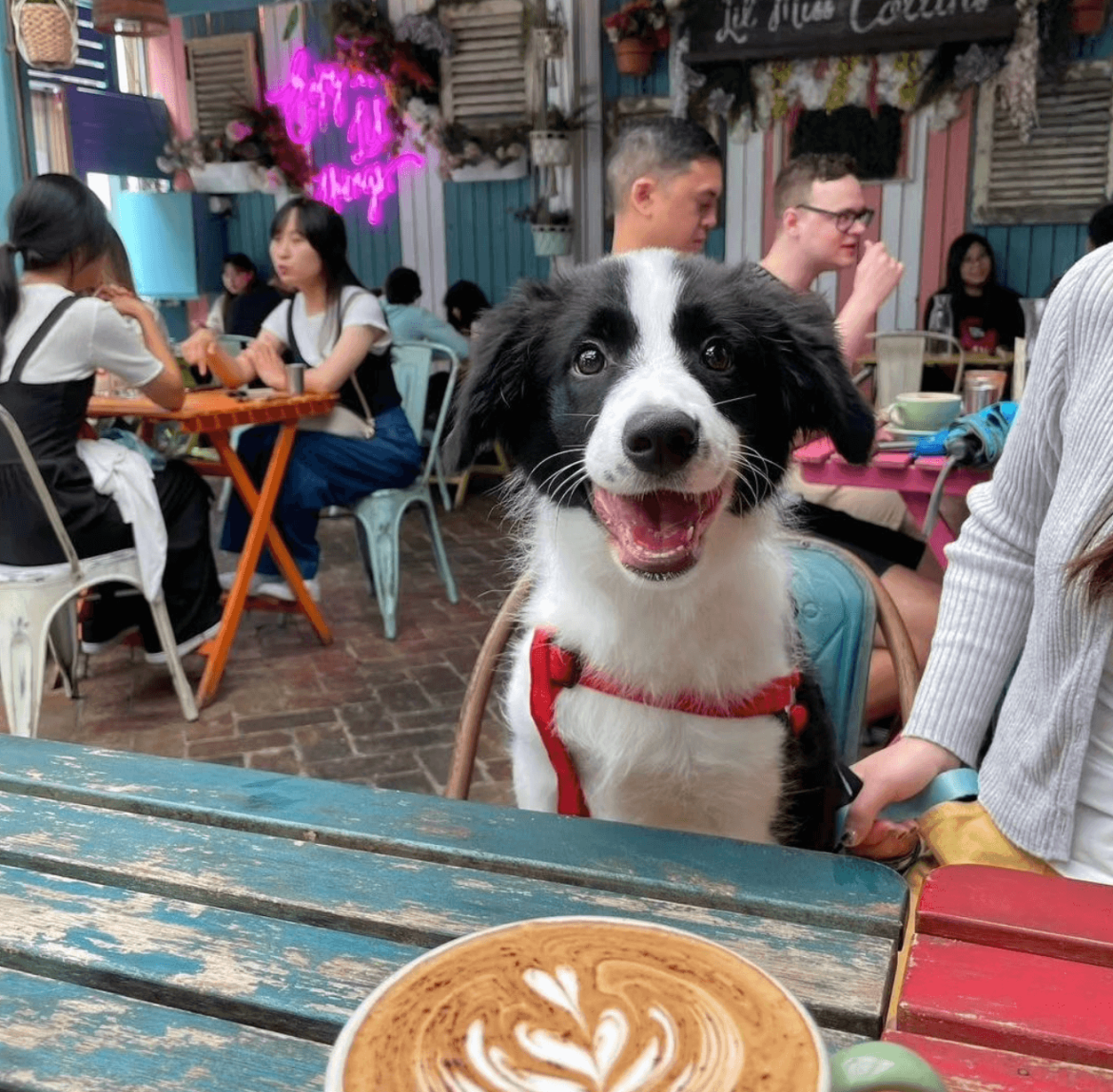 best dog friendly cafe bar sydney best dog friendly cafes
