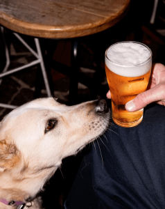 best dog friendly bar restaurant brisbane 