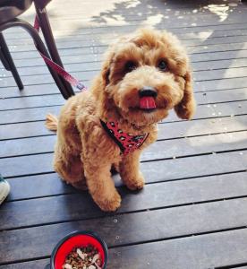 best dog friendly cafes sydney