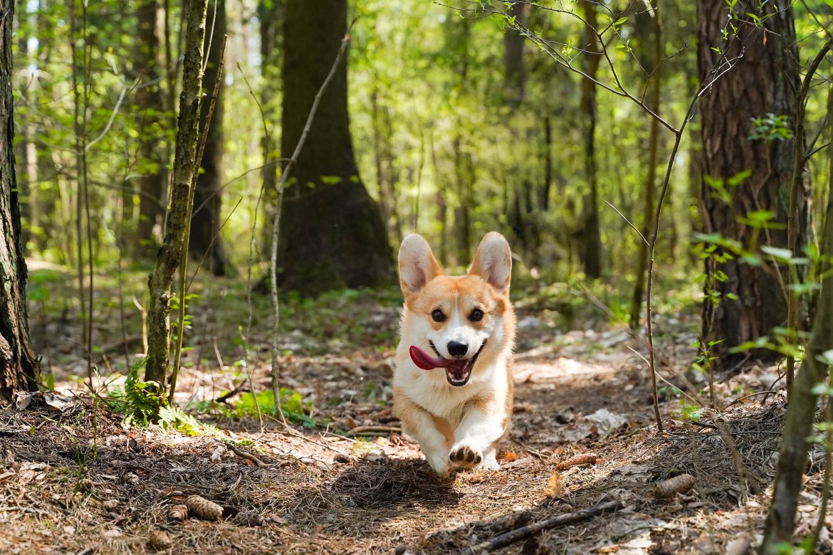 how can I train my dog to be fitter? How Can I Train My Dog to be Fitter?