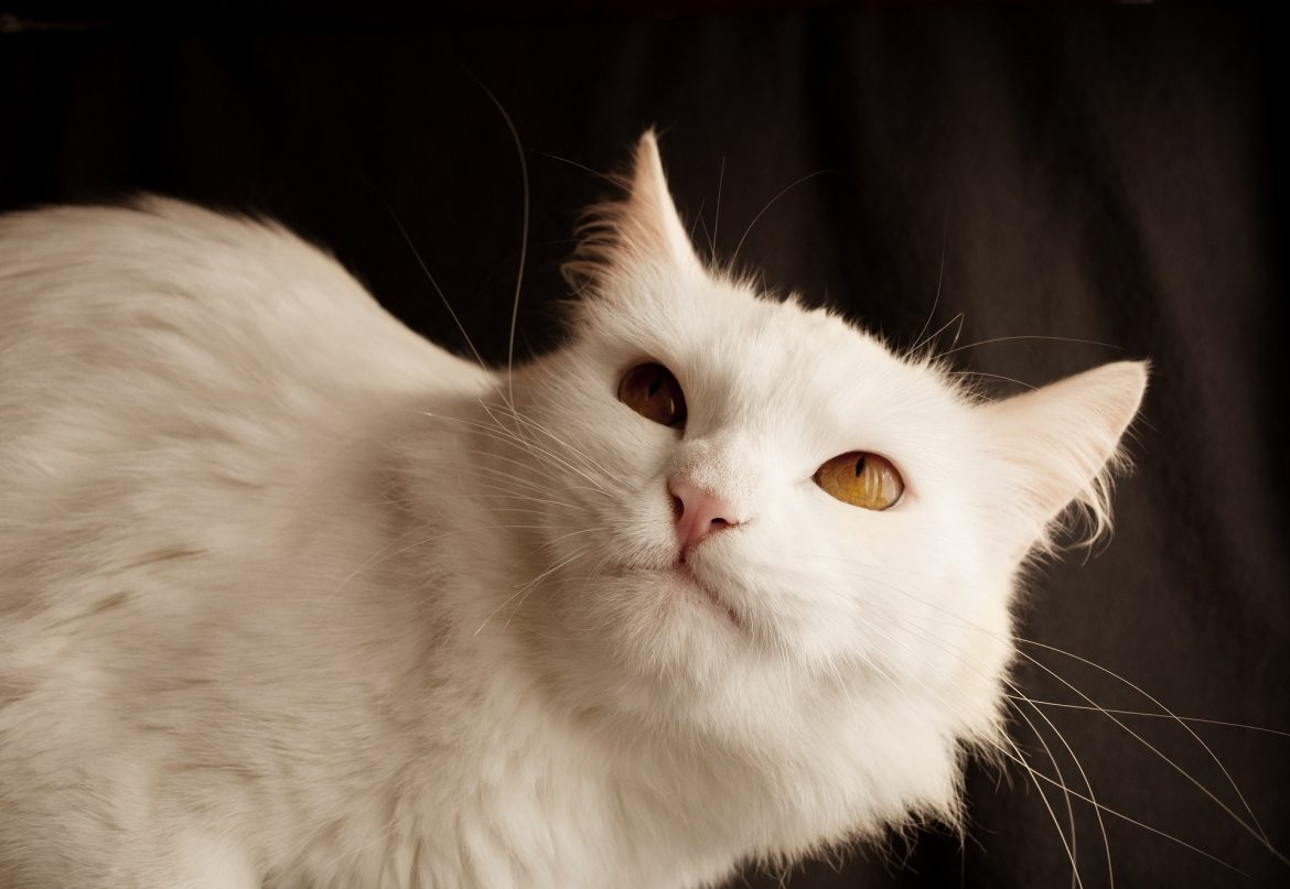 Can Cats Learn to Change Their Behaviour? Can Cats Learn to Change Their Behaviour?