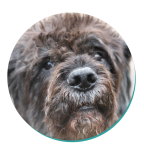 Dog Breeds Bouvier des Flandres