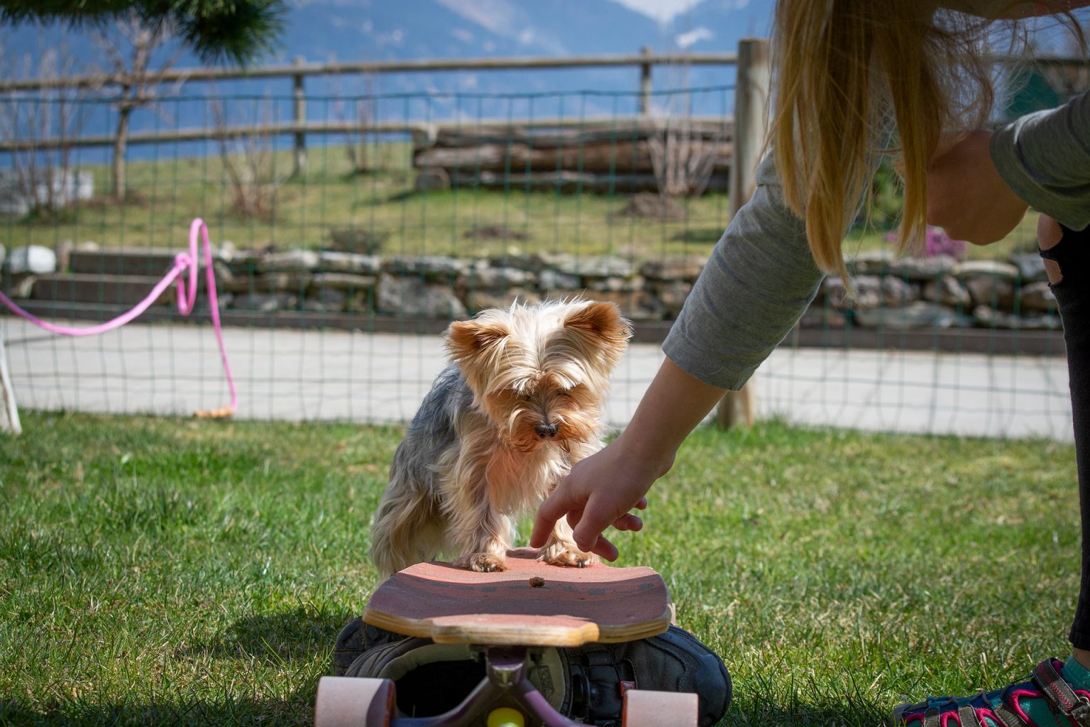 Mentally Stimulate Your Dog With These 5 Tips Mad Paws Blog