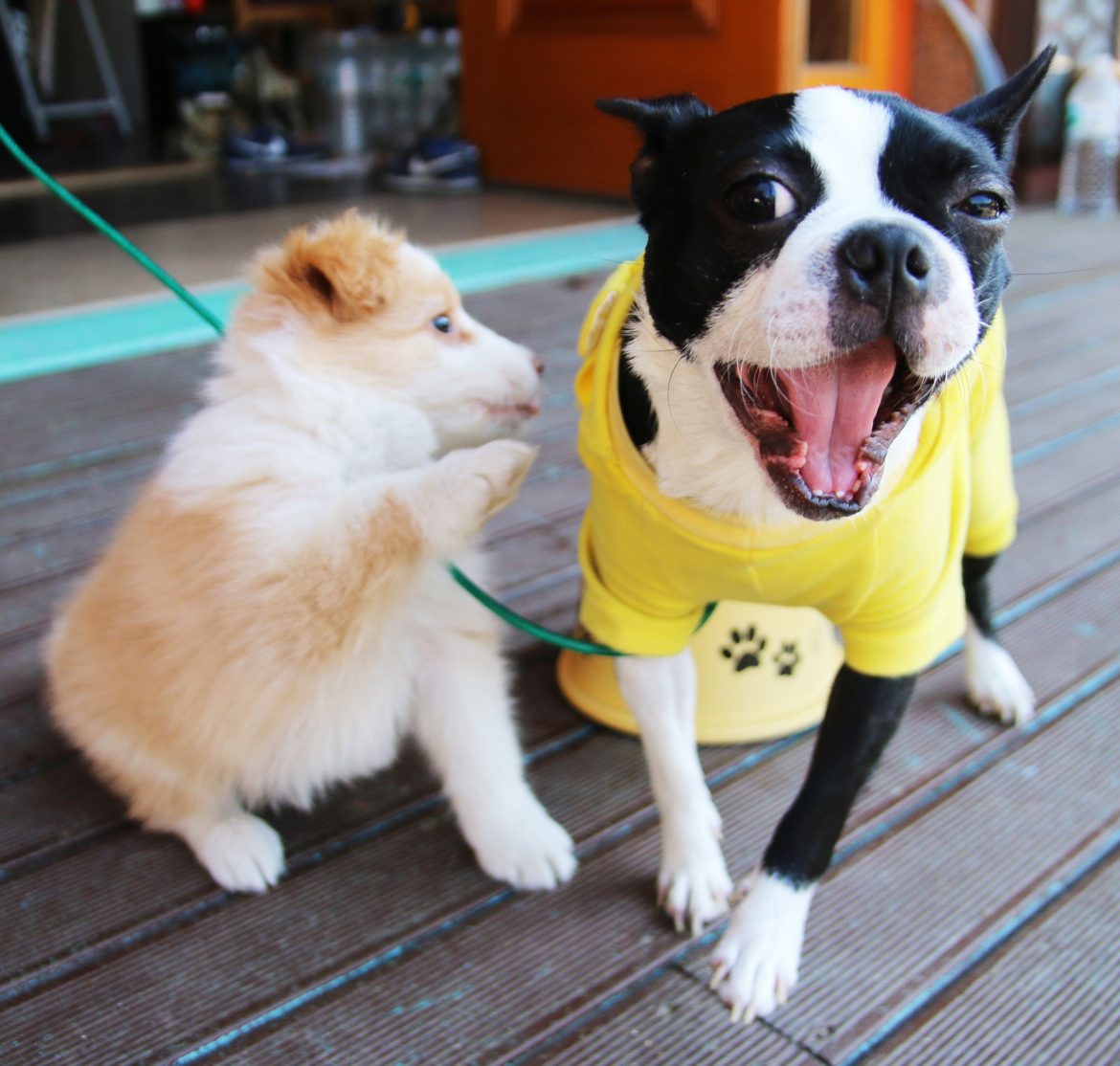 Top Dog-Friendly Restaurants on the East Coast | Mad Paws Blog