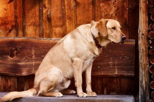 Canine Bloat