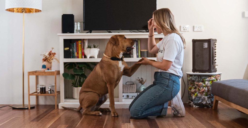 How to train your dog 