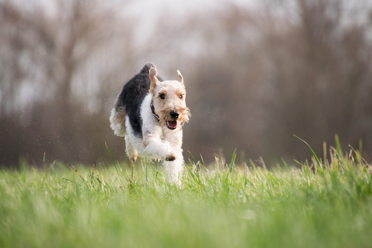 Are You Exercising Your Dog Too Much? Mad Paws Blog