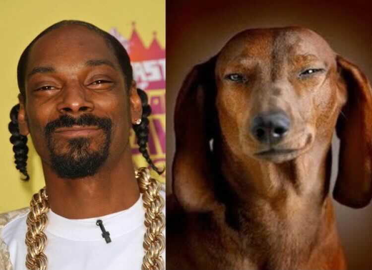 10 Dog Breeds that Look like Celebrities Breed Info Mad Paws