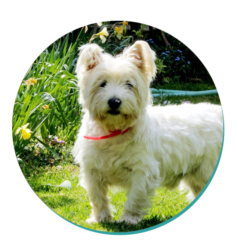 West Highland White Terrier Dog Breeds Breed Information Mad Paws