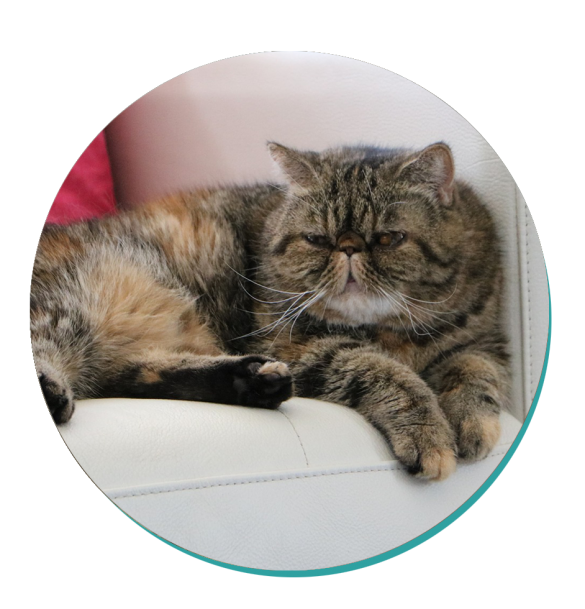 Exotic Shorthair: Cat Breeds | Breed Information | Mad Paws