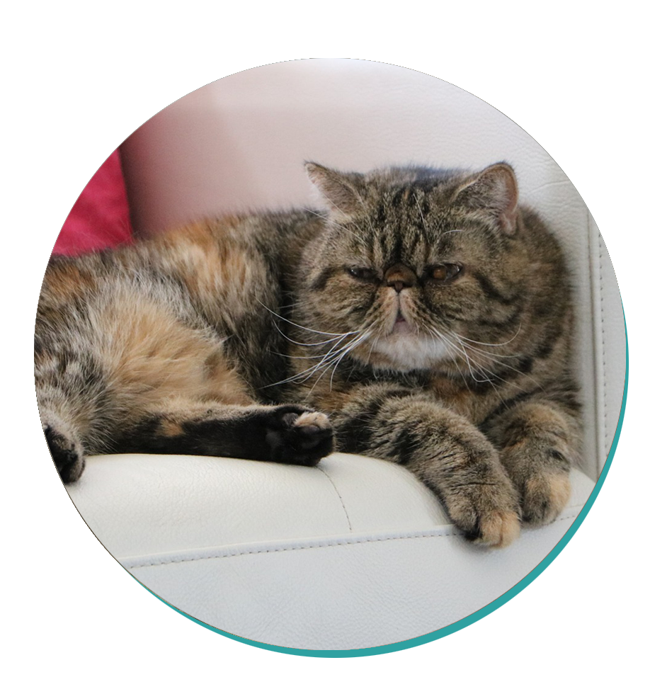 Exotic Shorthair Cat Breeds Breed Information Mad Paws