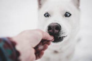 Can My Dog Eat Popcorn?