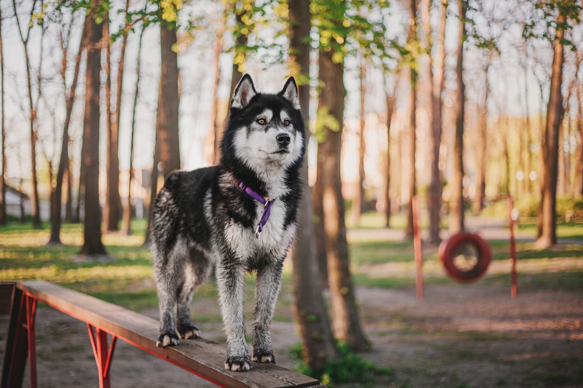 siberian husky hardest to train dog breed
