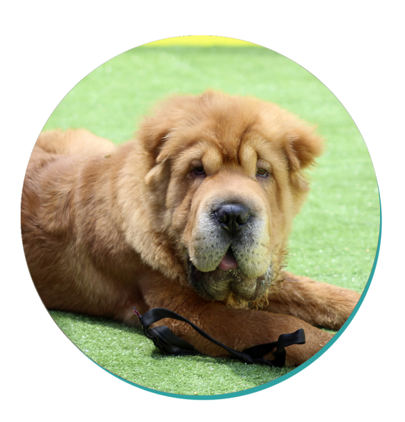 Shar Pei Dog Breeds Breed Information Mad Paws
