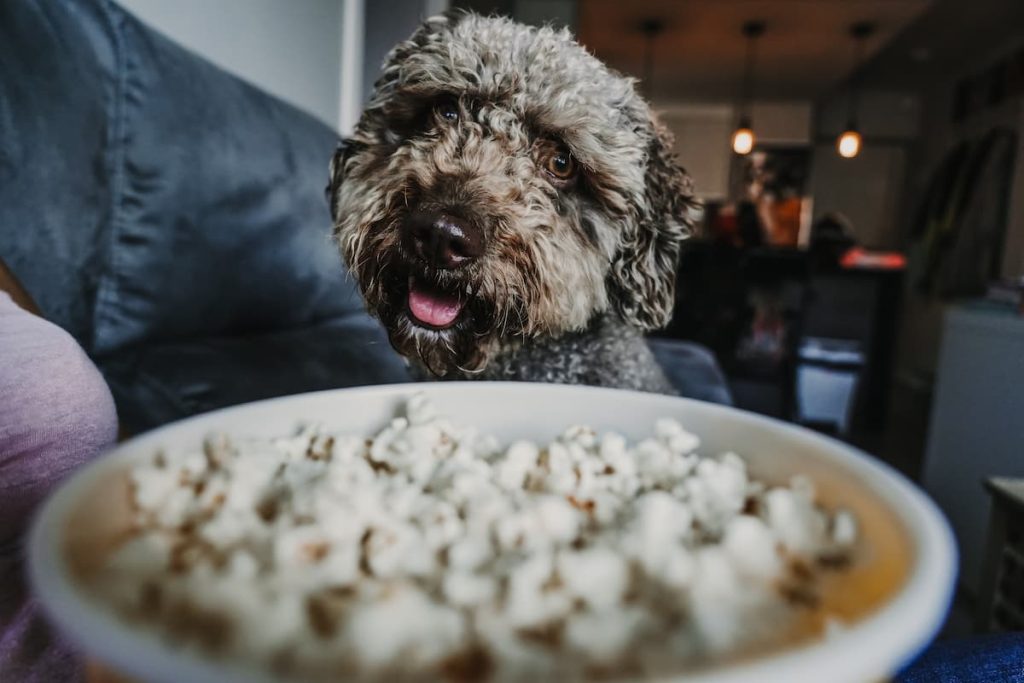 can dogs eat popcorn?