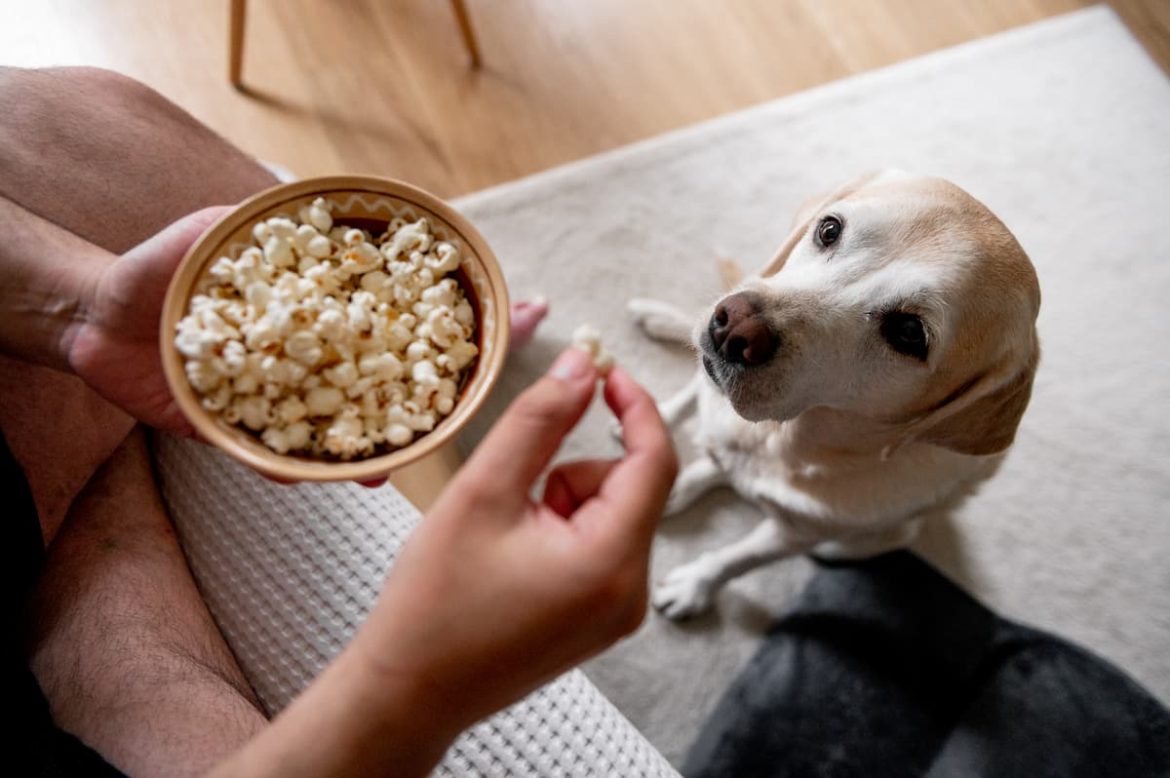 We answer the common question from pet parents, can dogs eat popcorn?