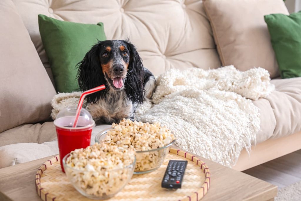 Find out if dogs can eat popcorn
