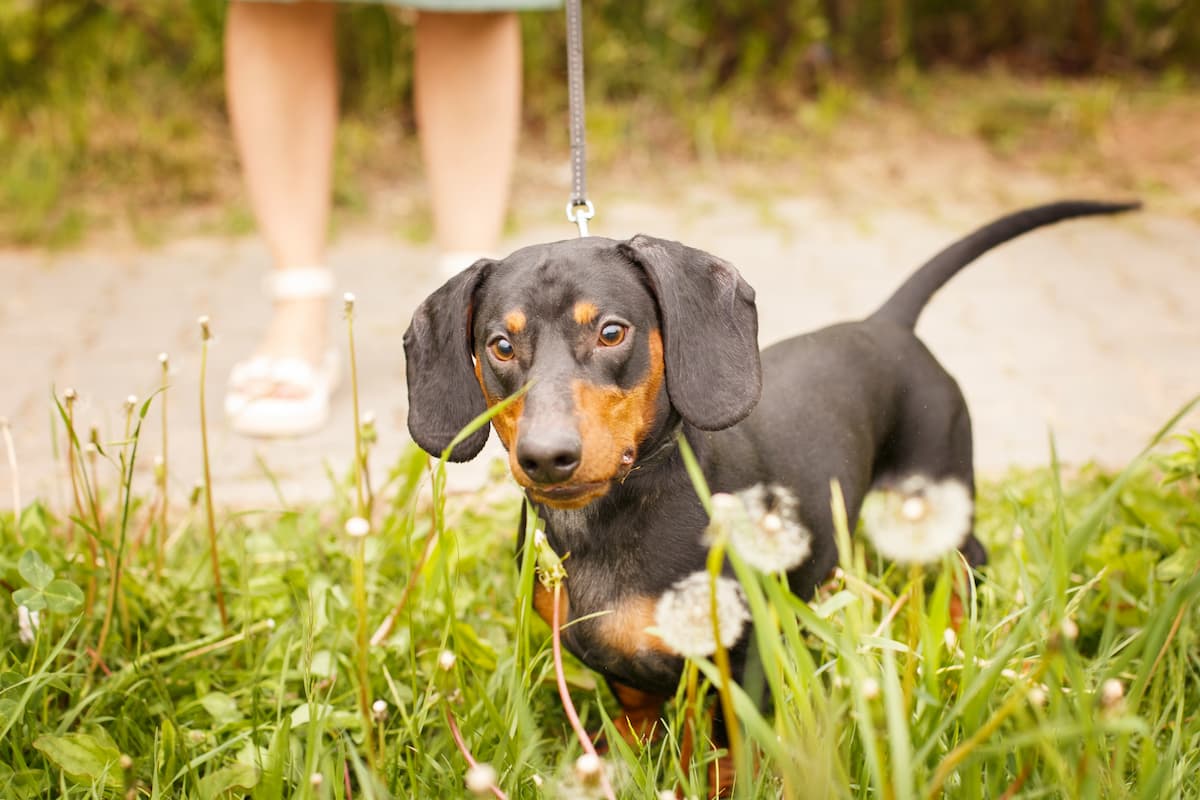 dachsund hardest to train dog breed