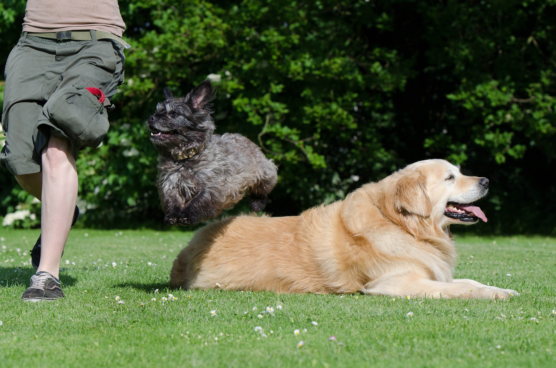 are big dogs better than small dogs