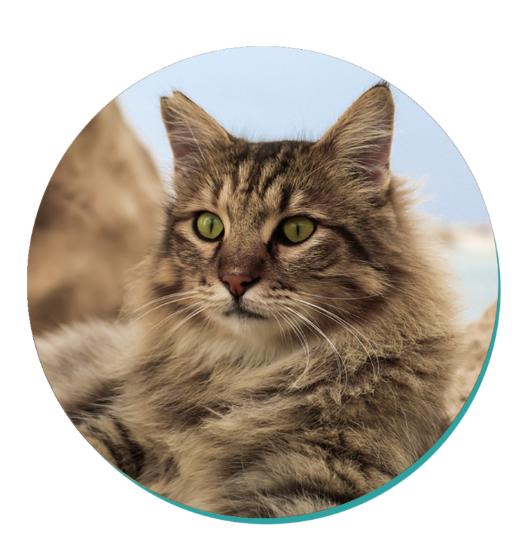 Domestic Longhair Cat Breeds Breed Information Mad Paws