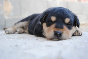 My Dog Breathes Fast While Sleeping. Should I Be Worried Mad Paws