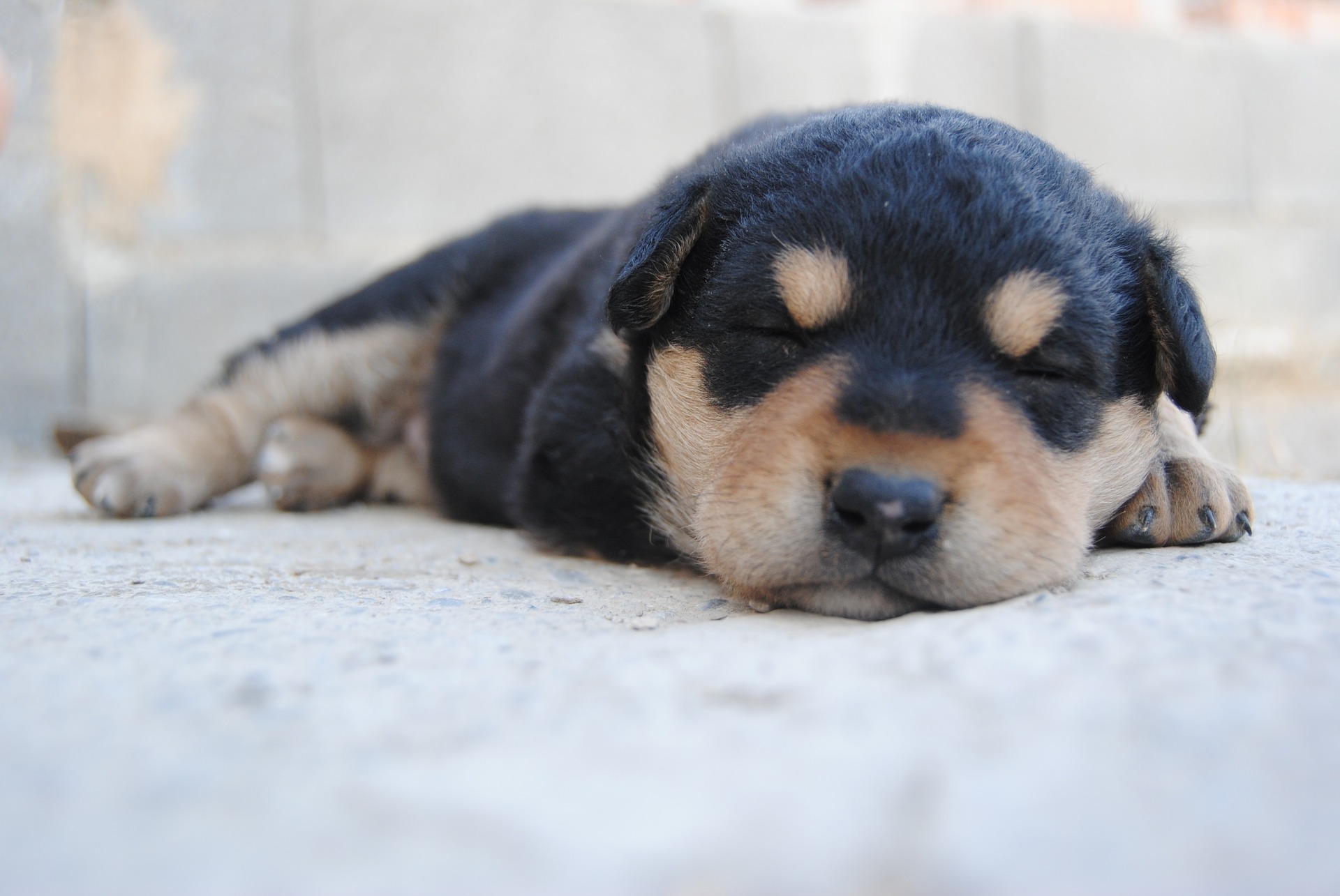 why do puppies breathe hard when they sleep