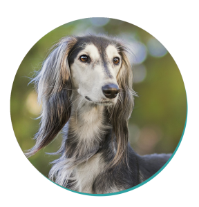 Dog Breeds Saluki