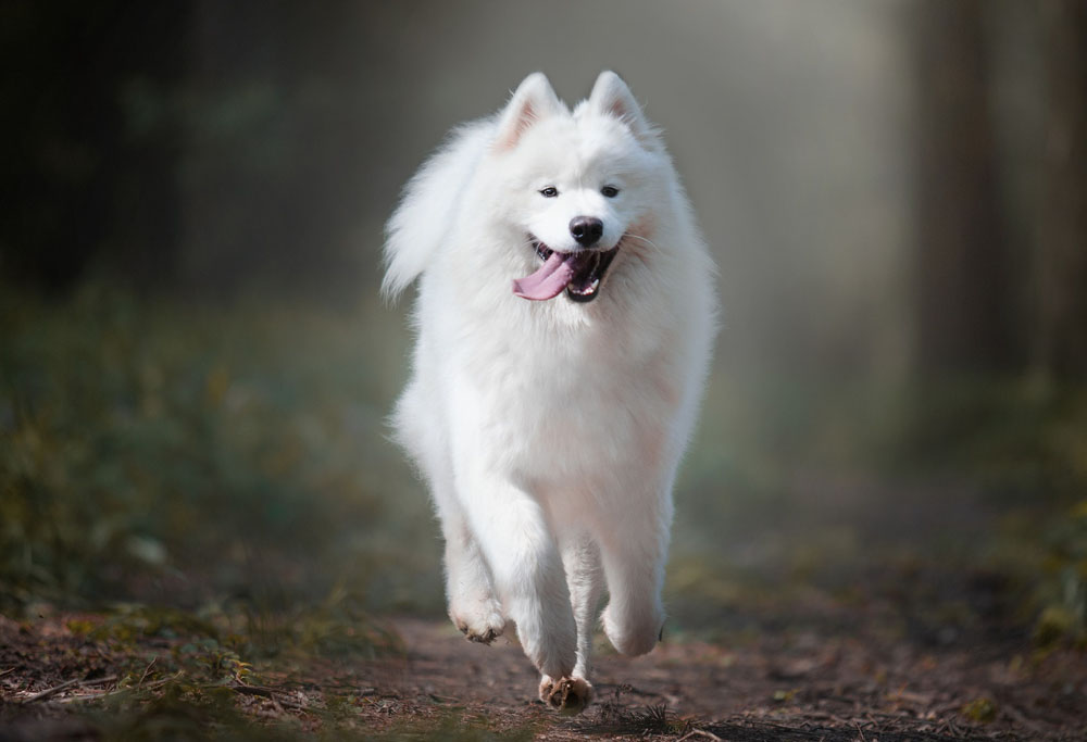 can samoyeds be guard dogs