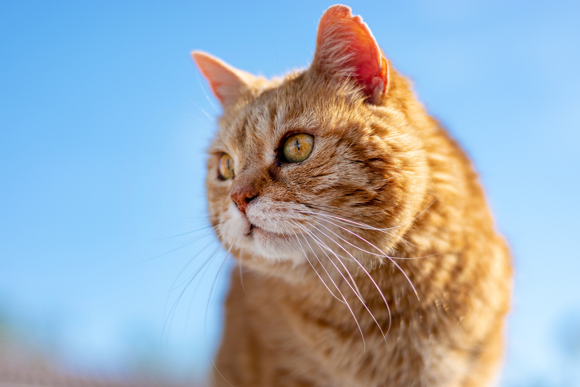 How Long Do Cats Live Cat Health Mad Paws Blog
