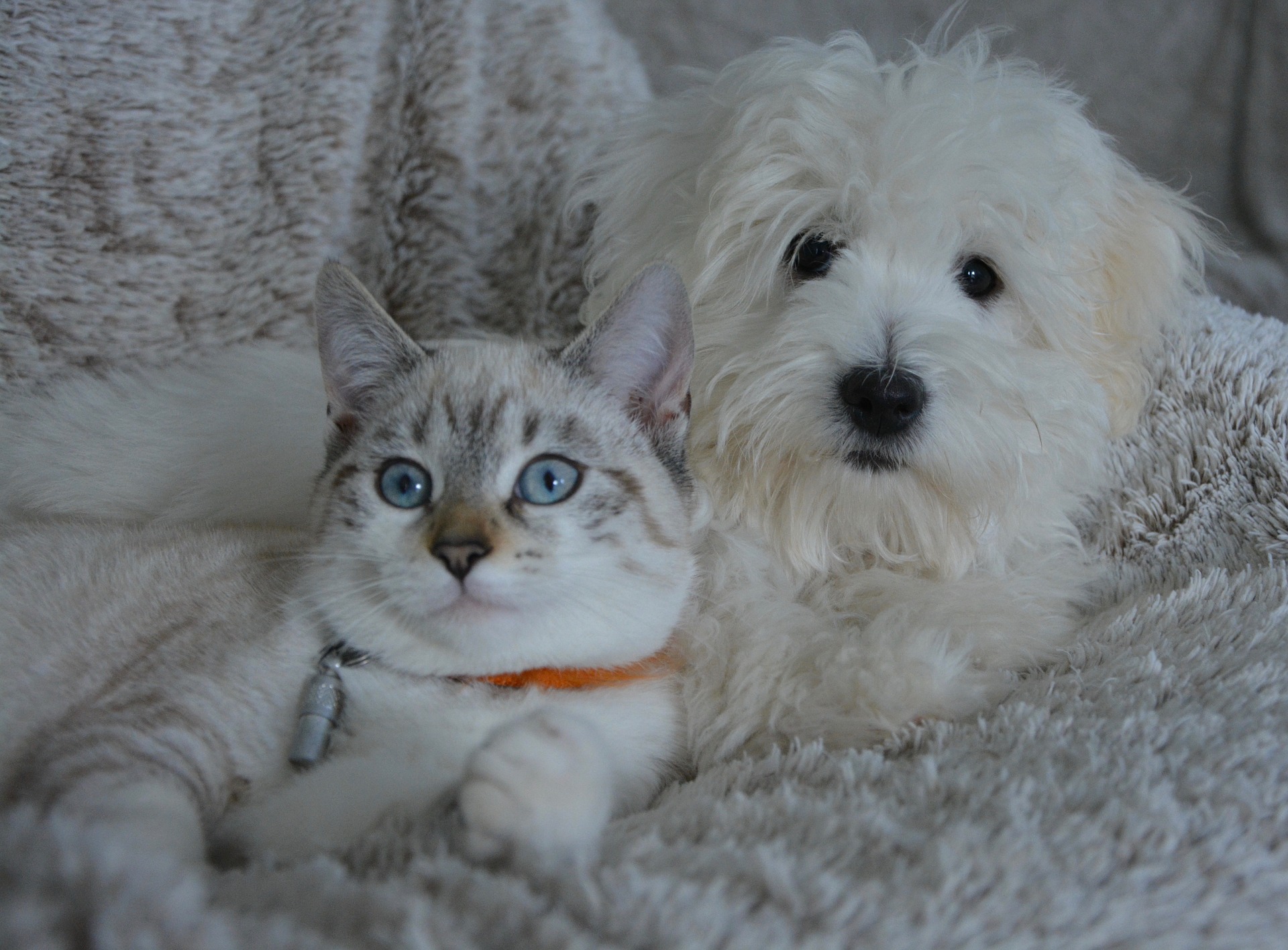 How to get my dog to sales like my cat