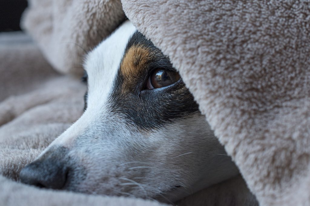 Train Your Dog to Sleep