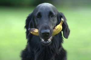 will a banana peel hurt a dog