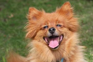 Are Dogs Ticklish?