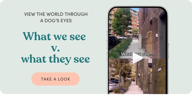 Are dogs colour blind? We reveal all...