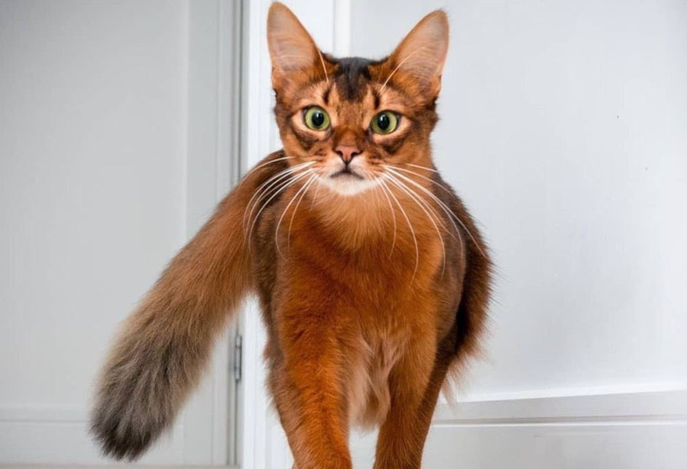 55++ Where to get a somali cat The best and funniest cat