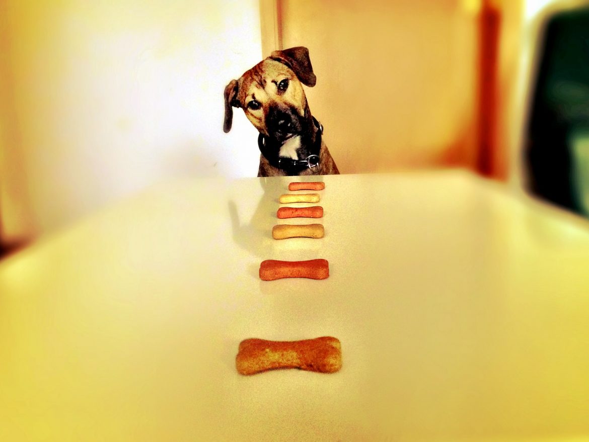 How Often Should I Feed My Dog Per Day? Dog Nutrition Mad Paws