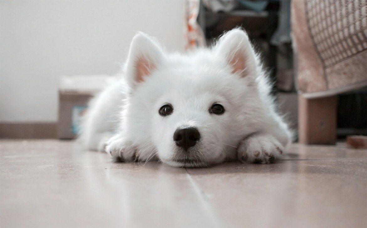 How Do I Stop My Puppy from Stealing Socks? How Do I Stop My Puppy from Stealing Socks?