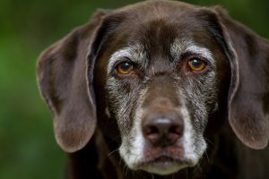 what is the best food to feed a dog with cancer