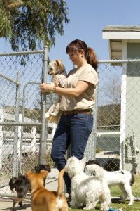 Kennel cough is important when they're at doggy daycare or a boarding kennel