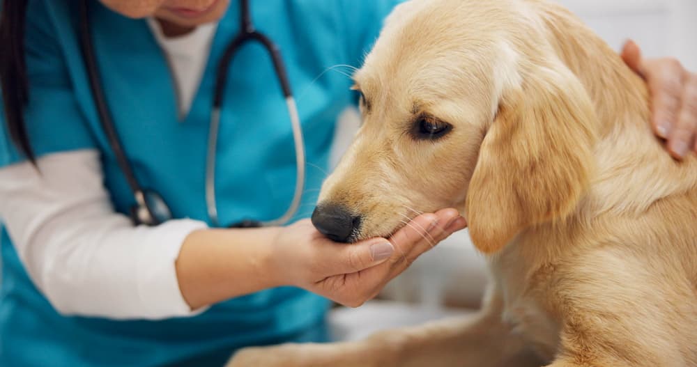 If you suspect your dog has kennel cough, it's always best to seek professional advice from your vet