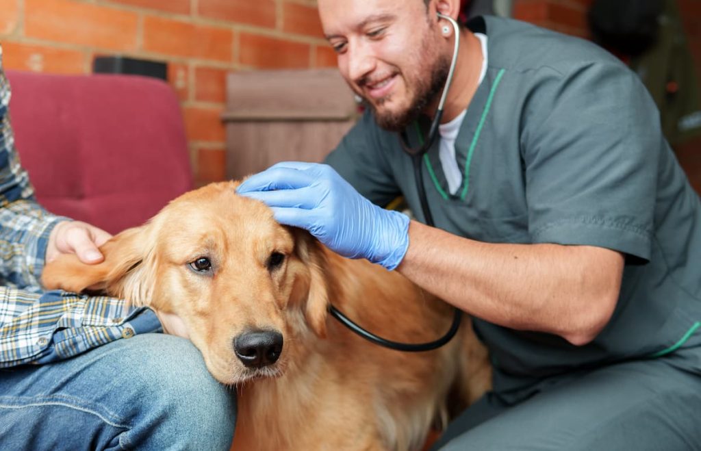 If you suspect your dog has kennel cough, it's always best to seek professional advice from your vet